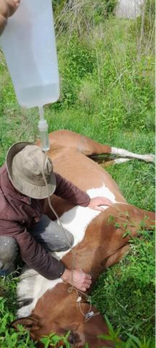 Encefalomielitis equina: su yegua contrajo el virus y contaron cómo lograron salvarla