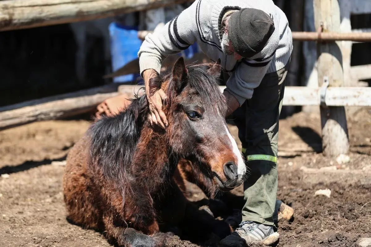 Se refuerzan los contorles en equinos para evitar la propagación de encefalomielitis equina