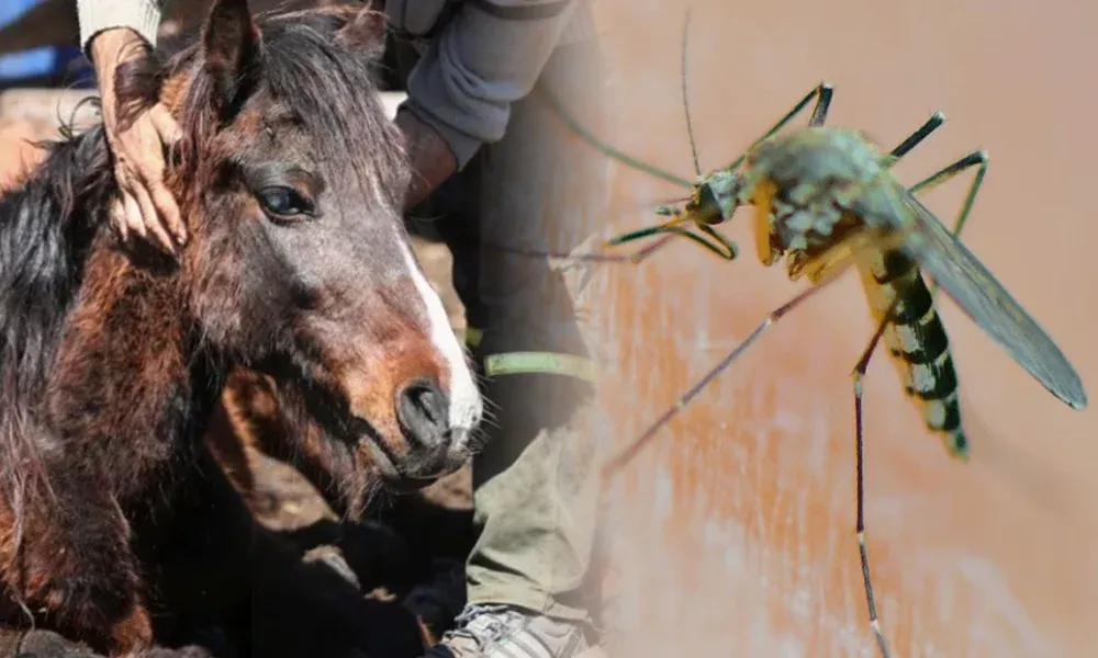 Encefalomielitis equina: siete claves para entender más la enfermedad