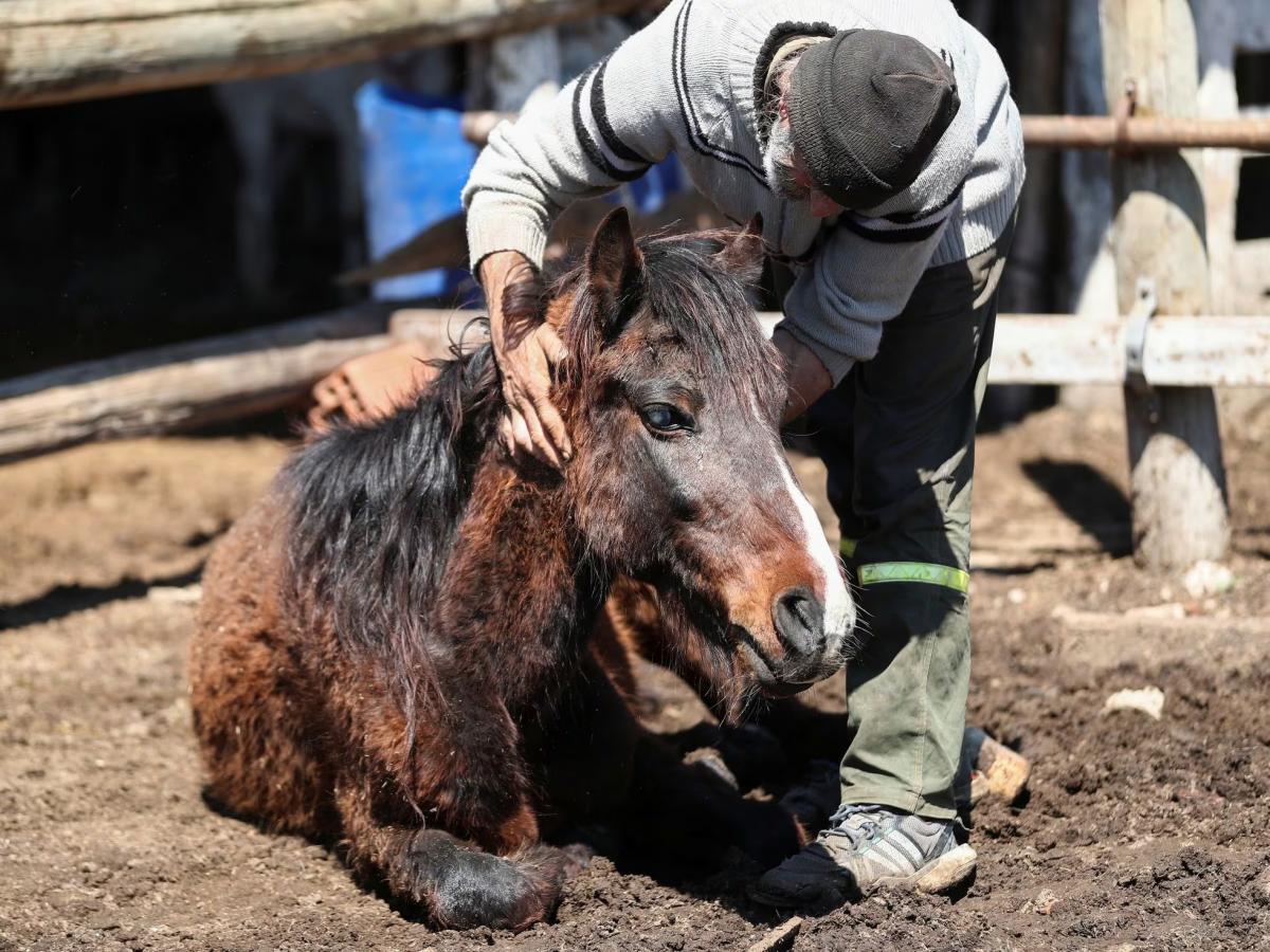 Encefalomielitis equina: siete claves para entender más la enfermedad