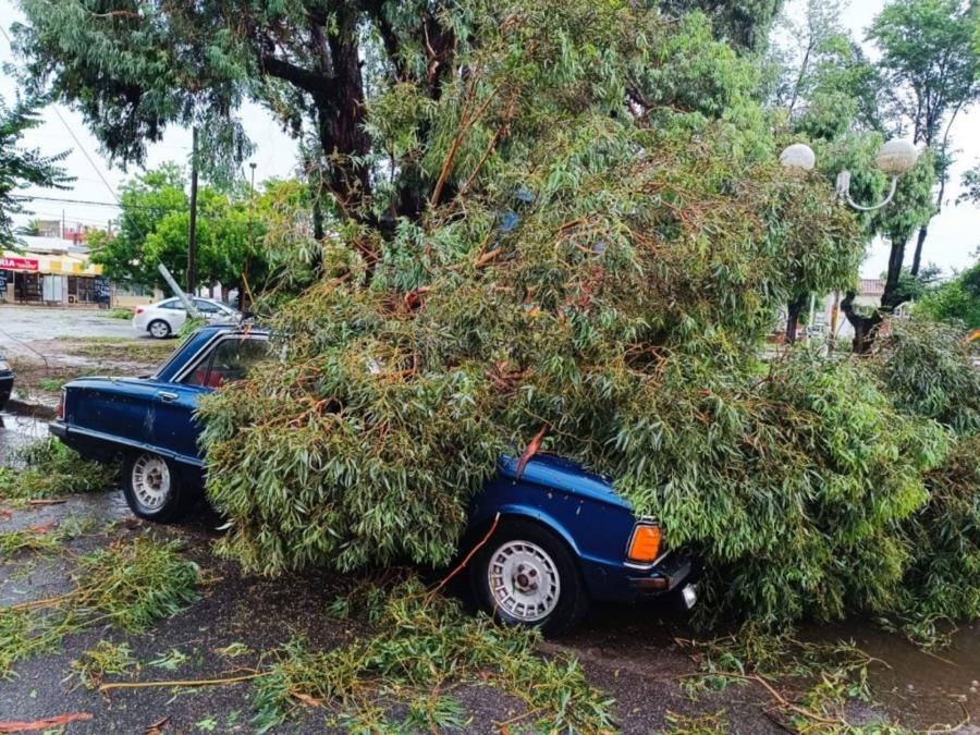 Numerosos autos quedaron sepultados por los árboles caídos.