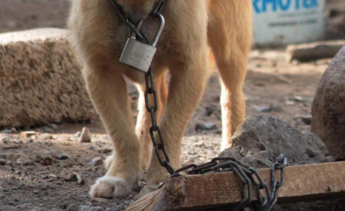 Presentaron un proyecto de ley para reconocer a los animales como seres sintientes