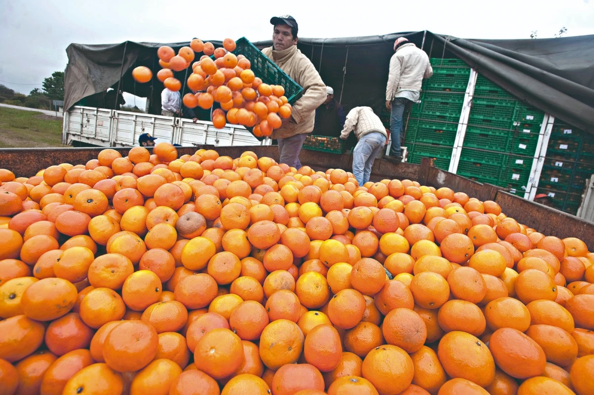 FRUTO ESTRELLA. La mandarina es claramente el cítrico principal, gracias a que esta fruta cumple con lo que busca el consumidor moderno.