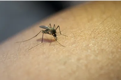 Dengue: se registraron los primeros casos autóctonos en Tucumán, según la Nación