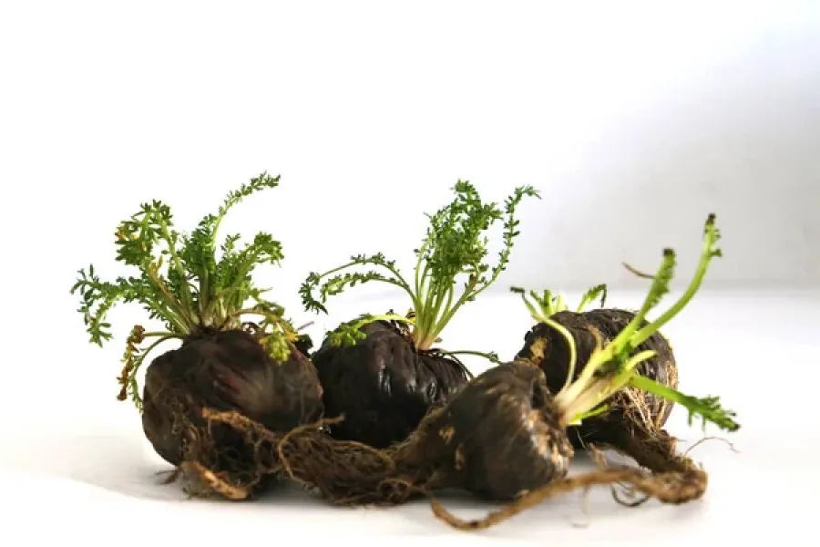 Una particular planta que crece en los Andes puede mejorar la salud