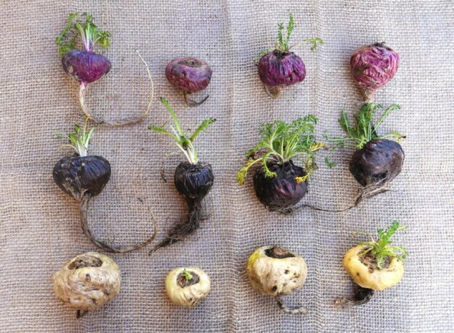 Variedades de maca: negra, roja y amarilla.