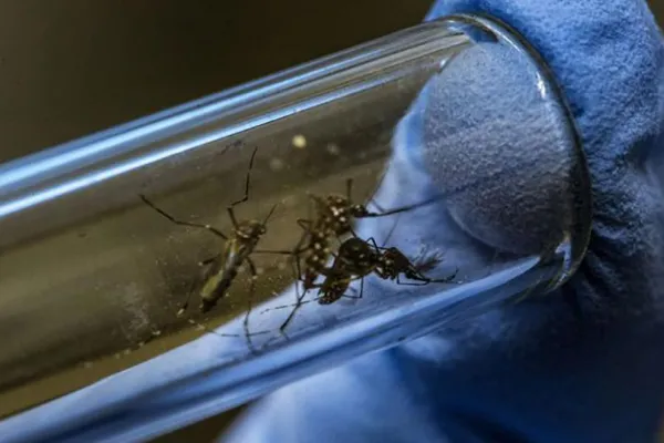 Tucumán registró 29 nuevos casos de dengue y piden reforzar los cuidados