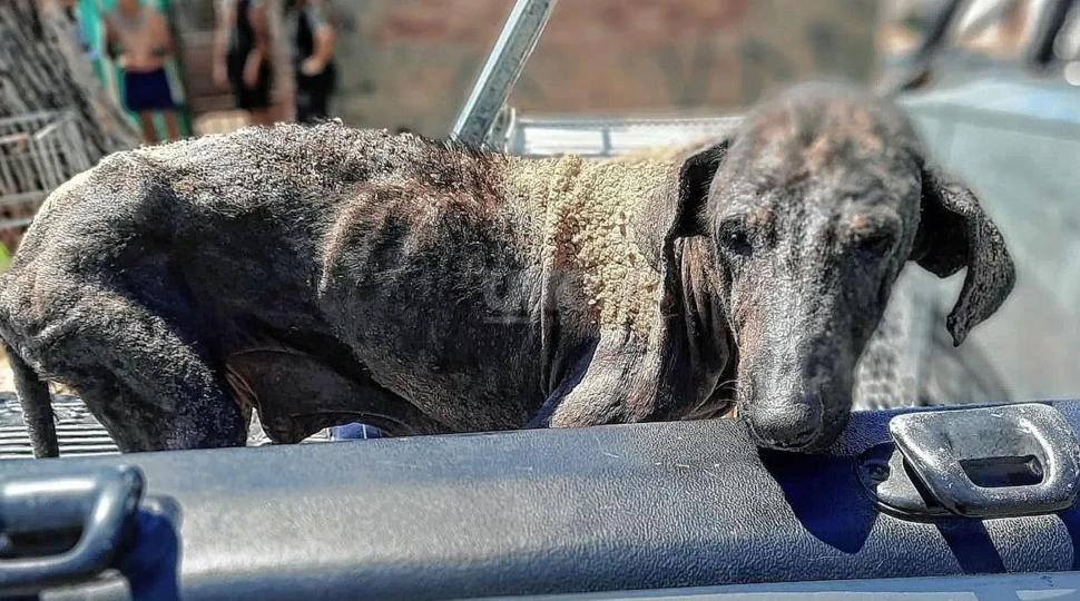 MAL CUIDADOS. “Adoptar a un animal es asumir un compromiso, la gente no puede desligarse de su responsabilidad”, remarcó Carolina Sal.