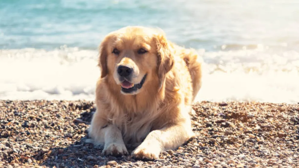 Siete recomendaciones para cuidar a tu perro en la playa