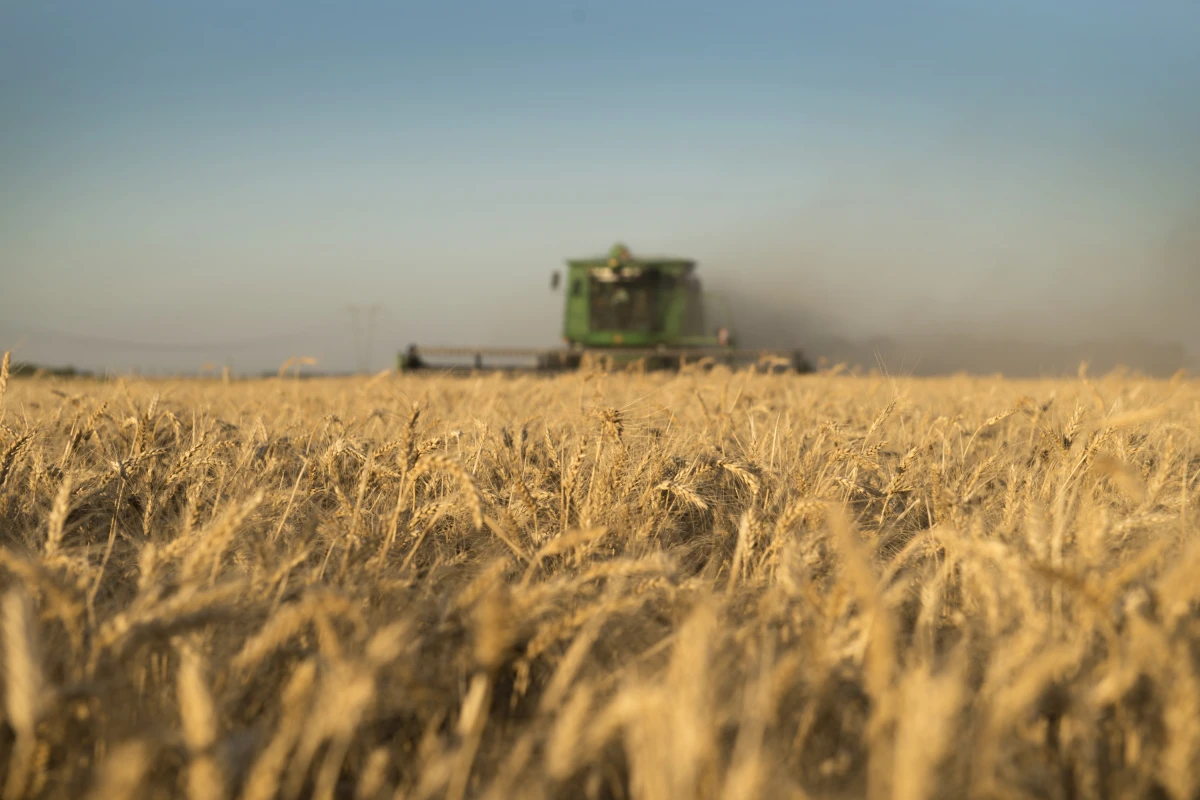 Por primera vez, Argentina podrá exportar trigo a China