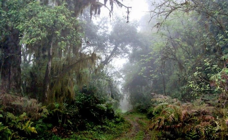 BOSQUES CERRADOS. Los alisos dificultan la entrada de la luz y es fácil perderse si uno se aleja de los senderos.