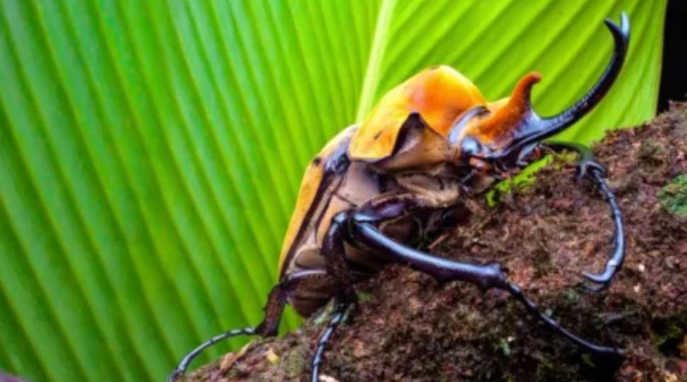 DESLUMBRANTES INSECTOS. “Bichos” muestra una vida minúscula.