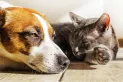 Ola de calor: siete consejos para proteger a los perros y gatos de las altas temperaturas