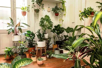 Ola de calor: las cinco plantas que ayudan a mitigar las altas temperaturas dentro de tu casa