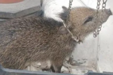 Tenían un bebé de chancho del monte como mascota y lo descubrieron debido al fuerte olor