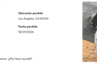Una mujer se avalanzó sobre un auto en movimiento para evitar que le roben a su perro
