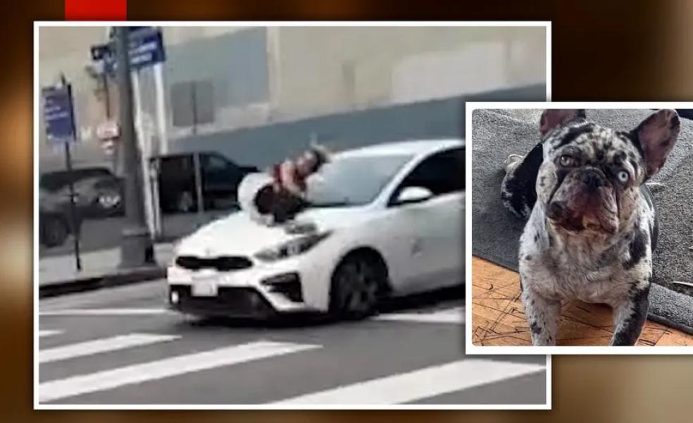 Una mujer se avalanzó sobre un auto en movimiento para evitar que le roben a su perro