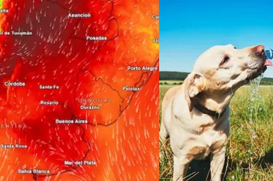 Alerta roja por calor: qué riesgos implica y cómo puede afectar a nuestras mascotas