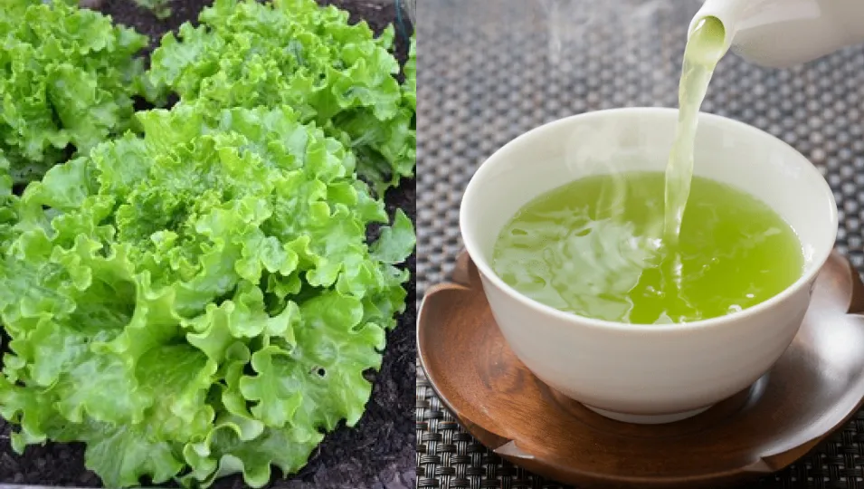 Té de lechuga: para qué sirve y a qué hora es mejor consumirlo