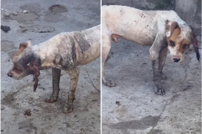 Maltrato animal: movilizó a cientos de personas y rescató a dos perros encerrados en un patio de cemento