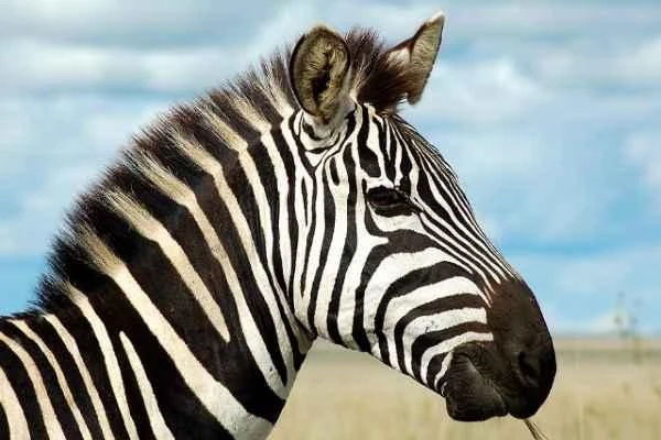 La diplomacia: una cebra negra con rayas blancas o una cebra blanquísima con rayas muy negras