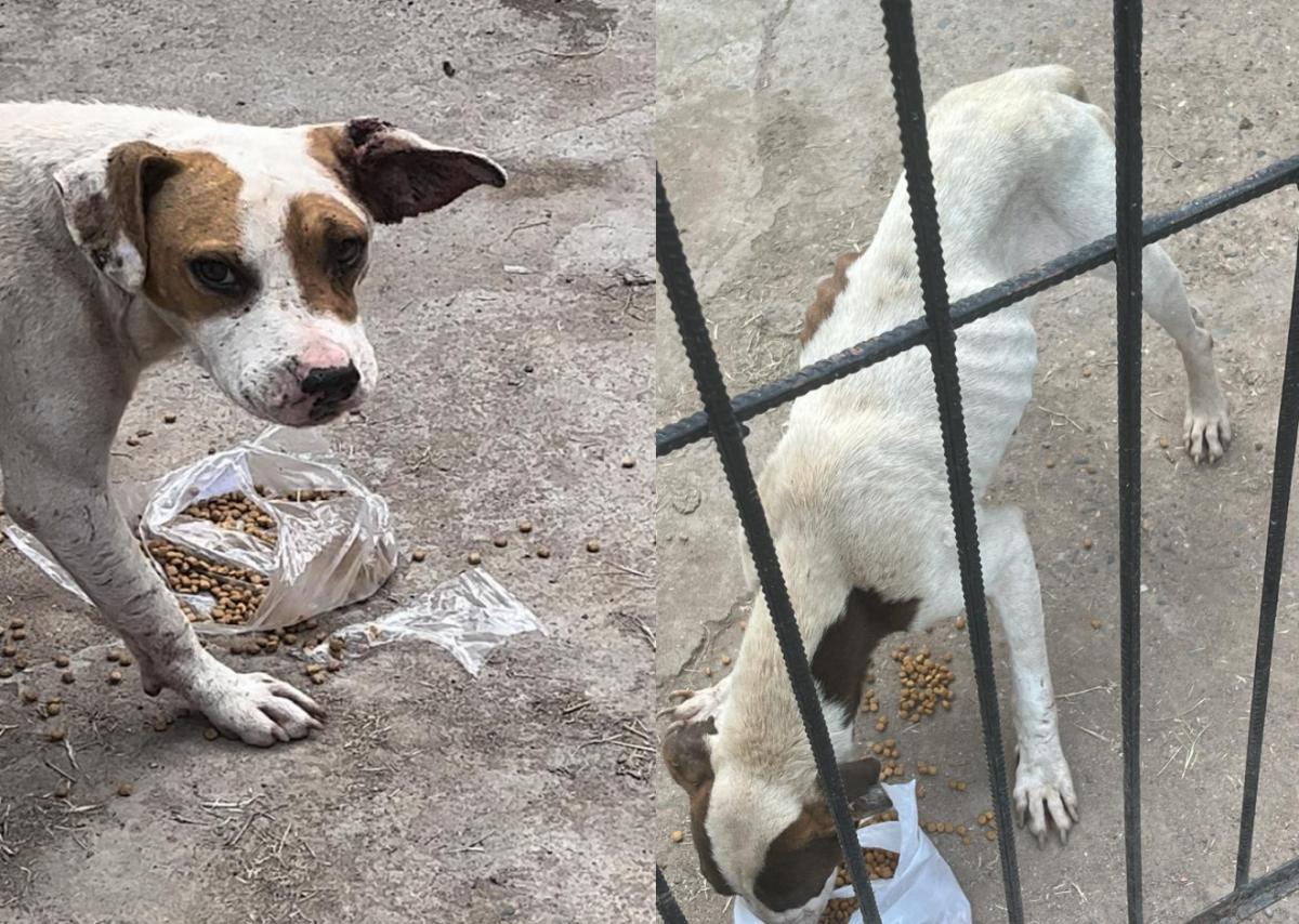 COMIENDO. Luego de mucho tiempo, León y Nano pudieron alimentarse.