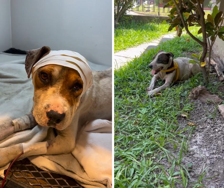 CADA VEZ MEJOR. A la izquierda, León en el veterinario recibiendo su transfusión de sangre. A la derecha, Nano descansando en su hogar de tránsito.