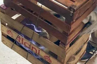 Rescataron y liberaron a una osa melera