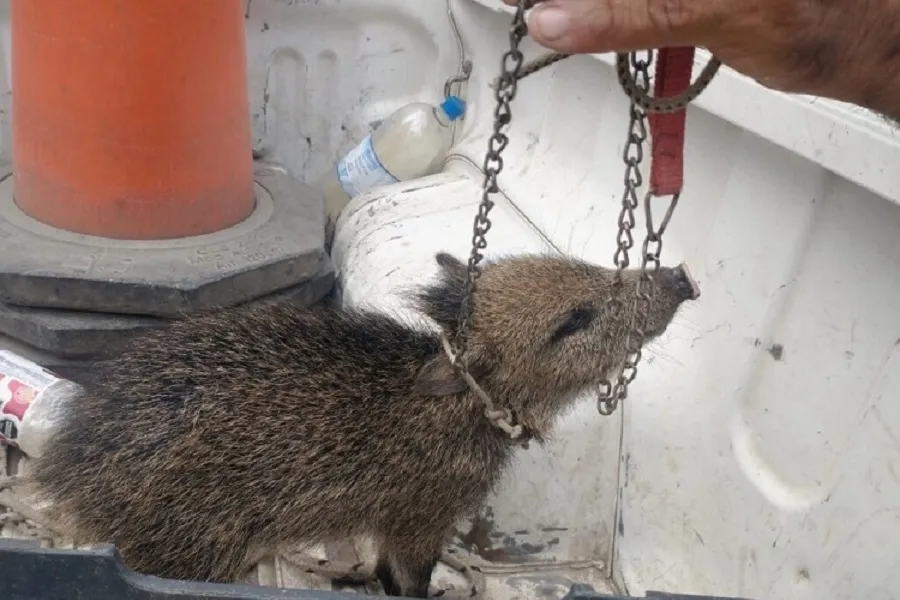 ASÍ ENCONTRARON los policías al animal. 