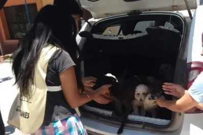 Burruyacú: rescatan 10 perros que se encontraban desnutridos y deshidratados