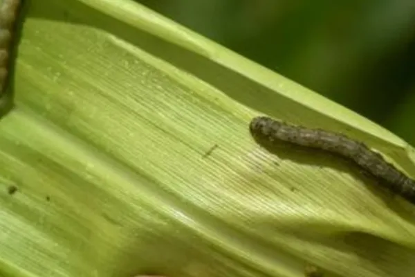 Tucumán, ante una invasión de orugas en las casas