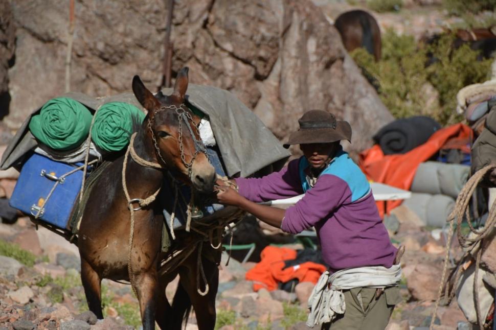 ALIADAS. Las mulas son fundamentales para poder concretar la travesía.