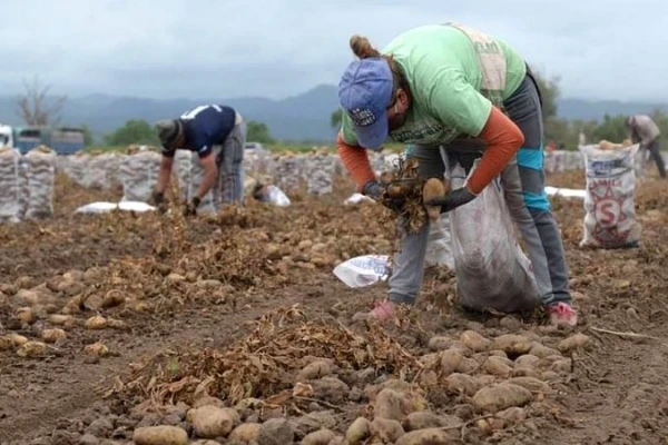 Mejoró la producción de papa, pero cayó la de “papa semilla” por menos demanda