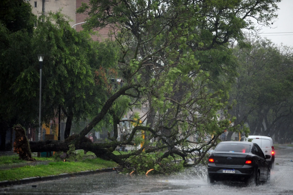 LO QUE DEJÓ LA TORMENTA. Por la intensidad de los vientos y el agua, un árbol cayó en Roca al 1.100.