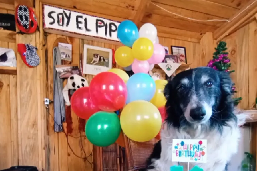 14 años de Pipo 