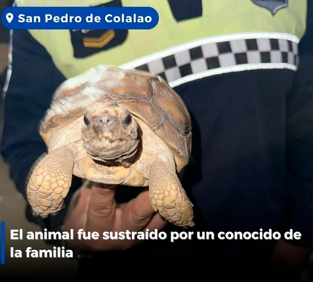 No se les escapó la tortuga