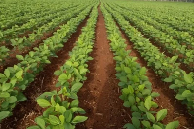 EEUU aumentará la producción de soja por la demanda para biocombustibles