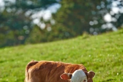 La faena cayó 3,2% desde enero 2023