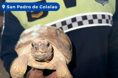 No se les escapó la tortuga