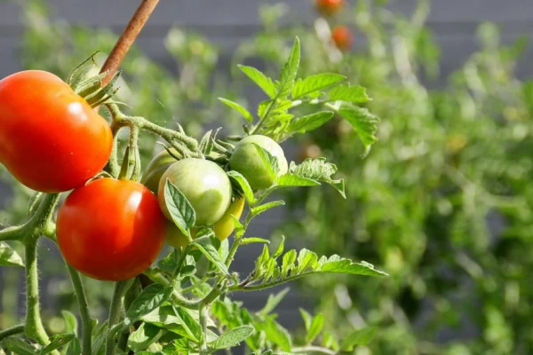 Jornada informativa y alerta sobre el virus rugoso del tomate