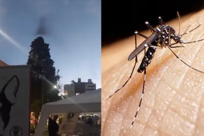 Nube de mosquitos: un extraño fenómeno preocupó a los ciudadanos de La Plata