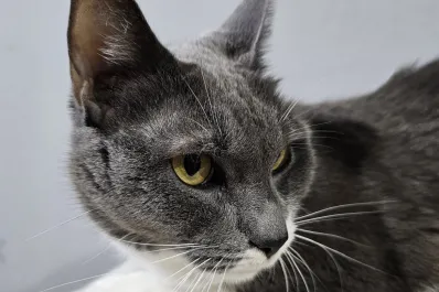 ¿Por qué adoptar un gato? Ventajas para tu salud mental en el Día del Gato