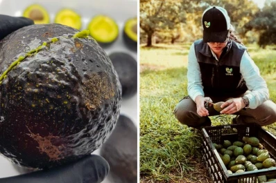 Científicos tucumanos desarrollaron un bioproducto que protege las frutas de patógenos