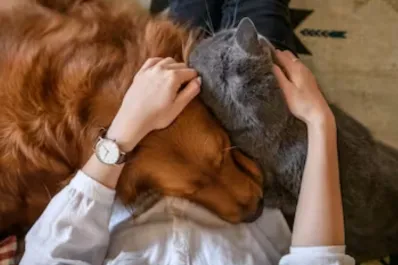 ¿Cómo afectan los mosquitos a las mascotas?