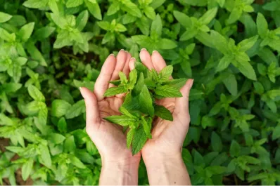 Té de menta negra: cómo tomar la infusión que te ayuda a conciliar el sueño y adelgazar