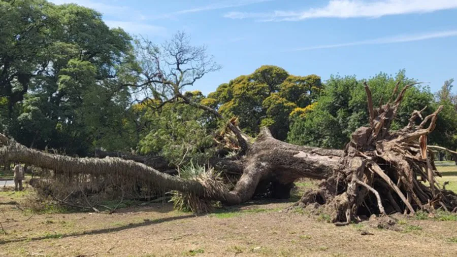 Reutilizan los troncos de los árboles caídos en tormentas