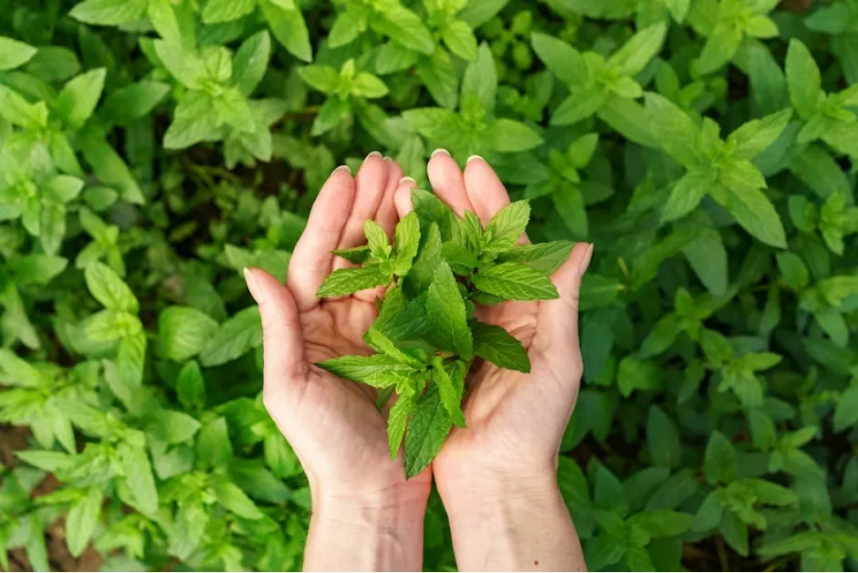 Té de menta negra: cómo tomar la infusión que te ayuda a conciliar el sueño y adelgazar