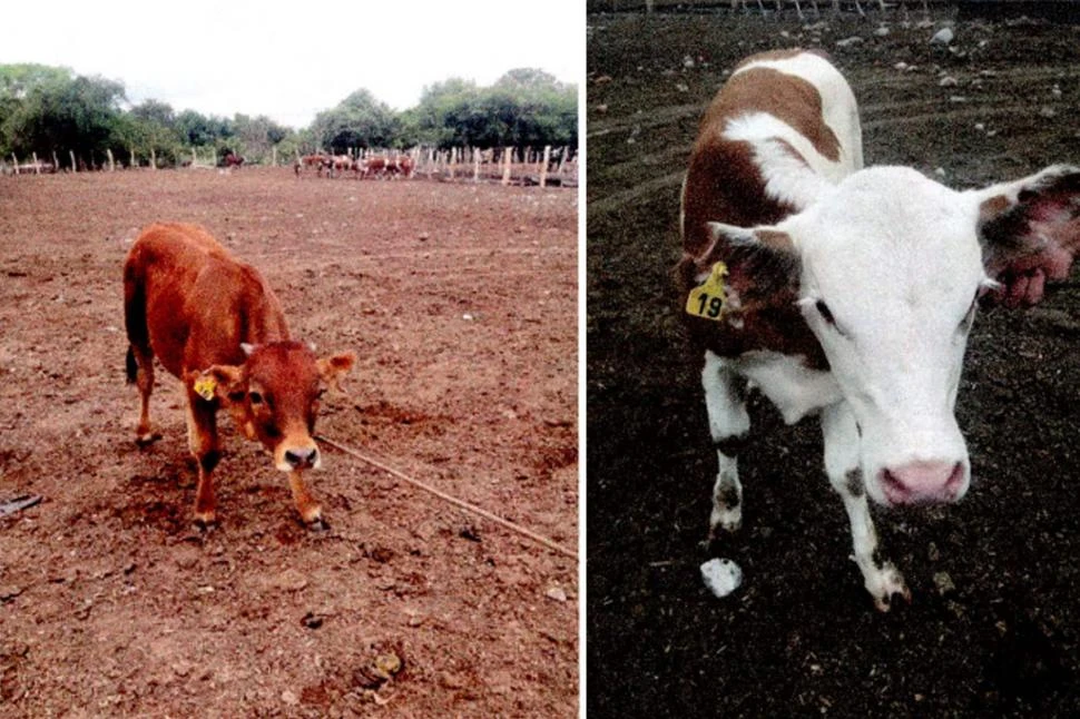 GANADO ROBADO. Los imputados adulteraron las marcas identificatorias de los animales sustraídos.