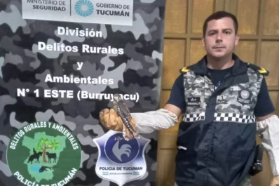 Intentaron vender un pichón de halcón por las redes sociales