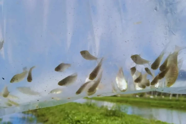 Combatirán los mosquitos criando peces y camarones